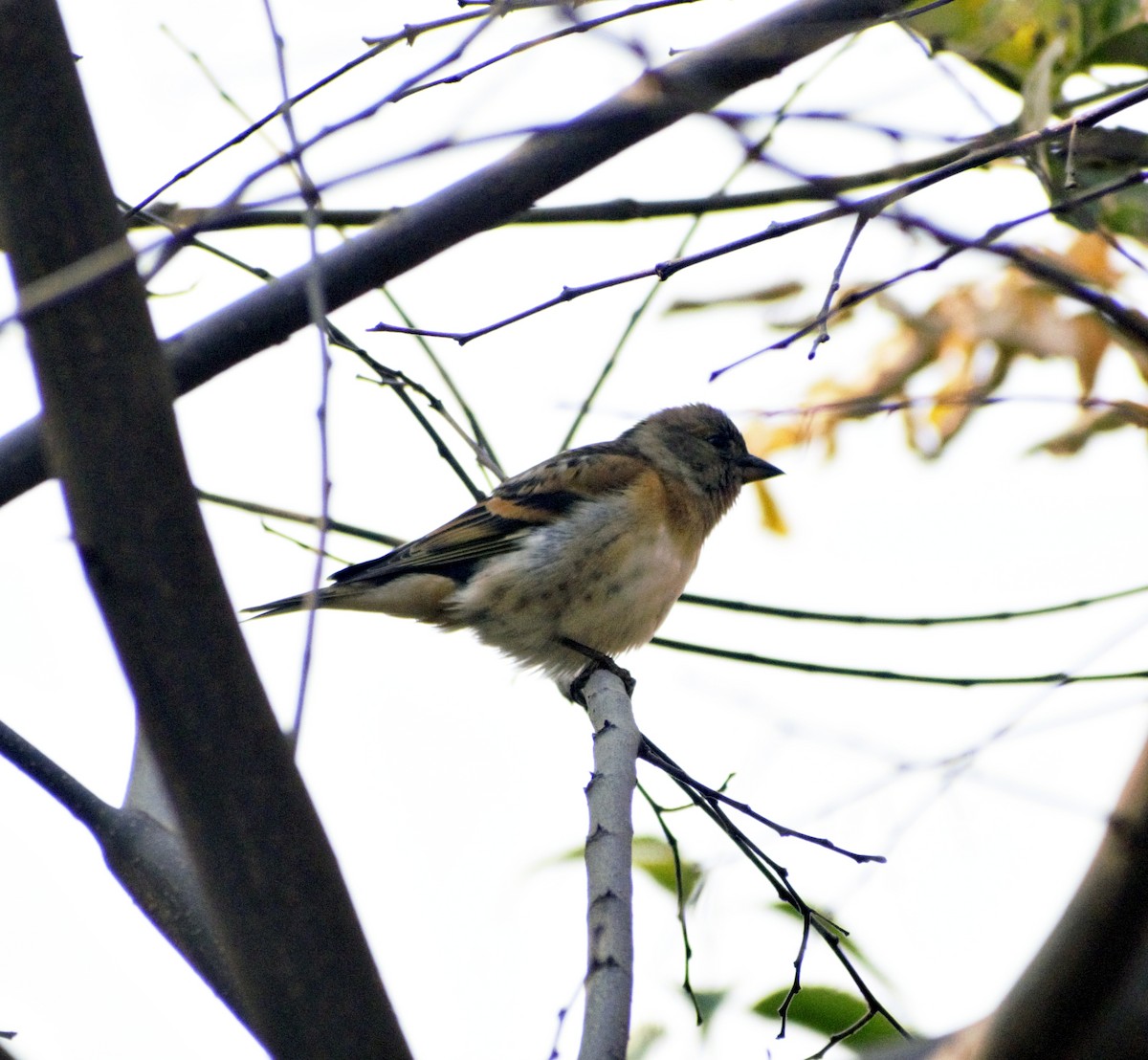 Brambling - ML503240791
