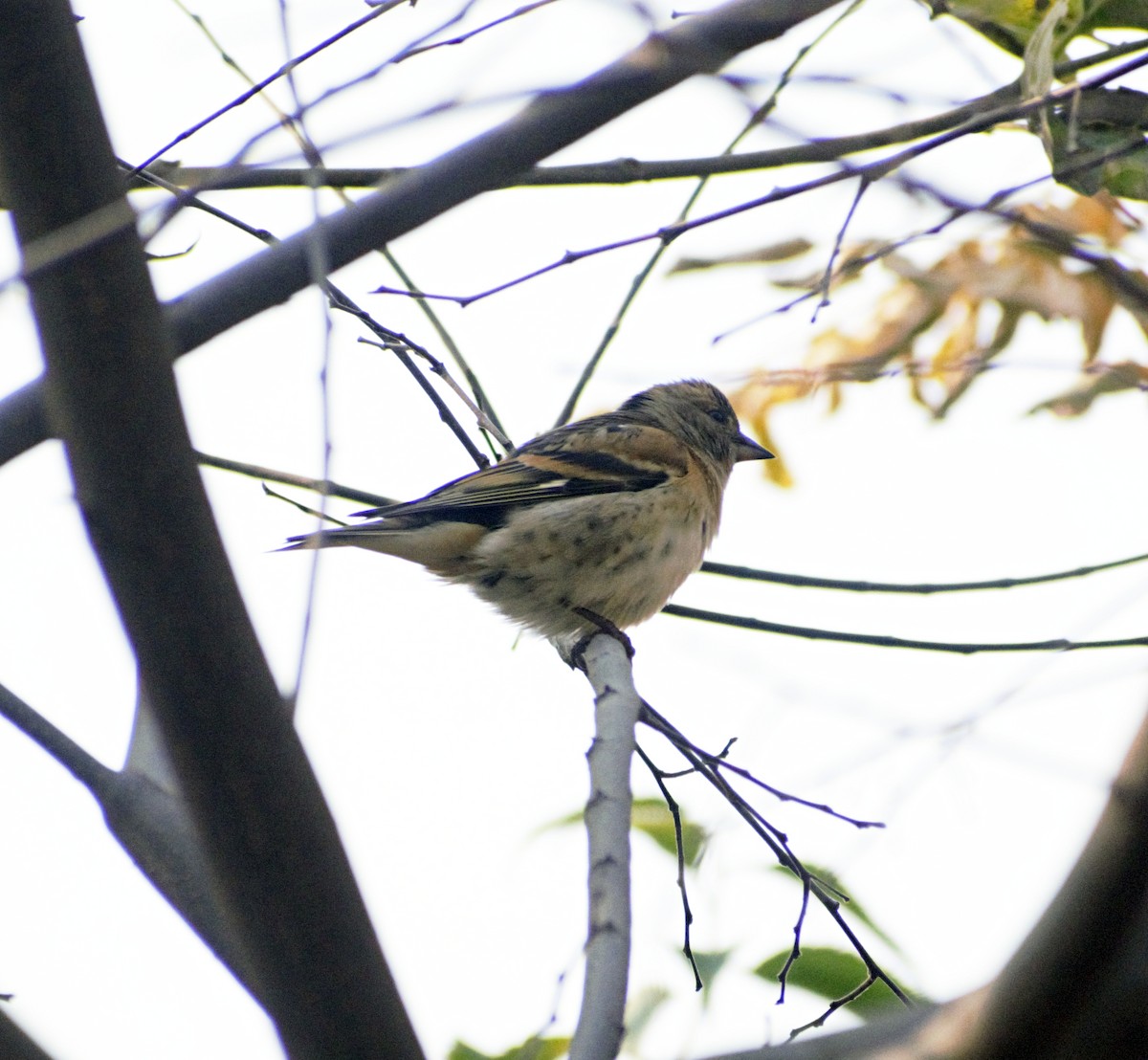 Brambling - ML503240801