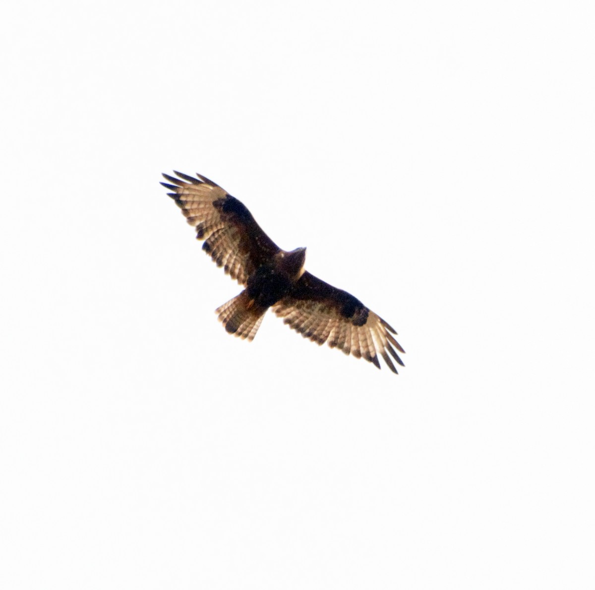 Himalayan Buzzard - ML503240991