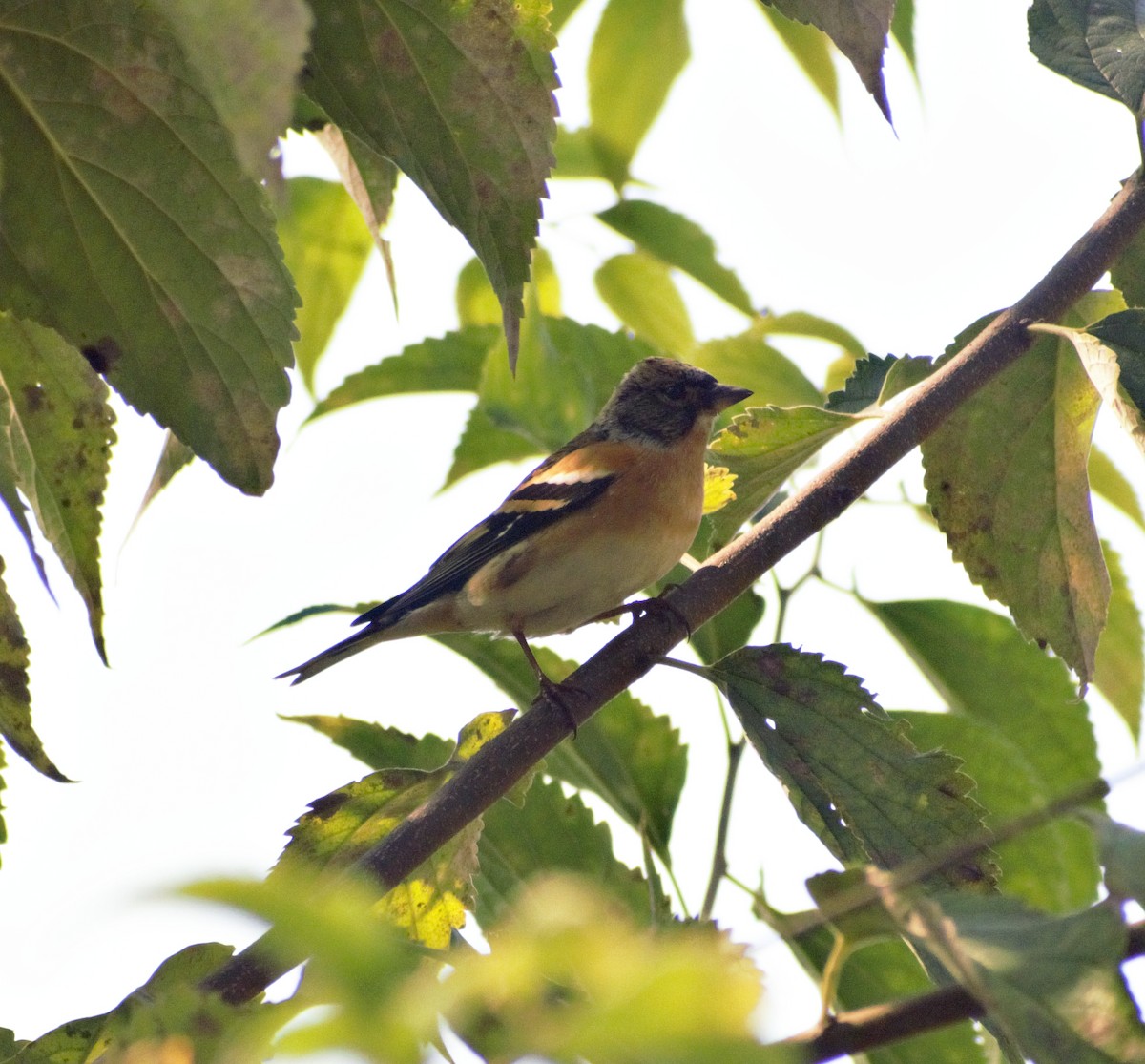 Brambling - Mohammad Arif khan