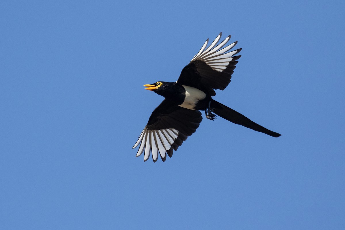 Yellow-billed Magpie - Ronan Nicholson