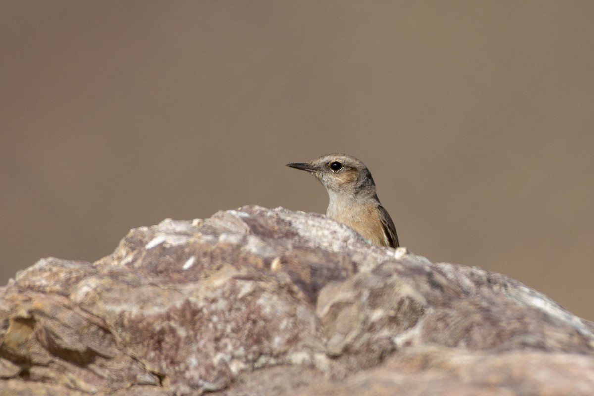 Persian Wheatear - ML503242861