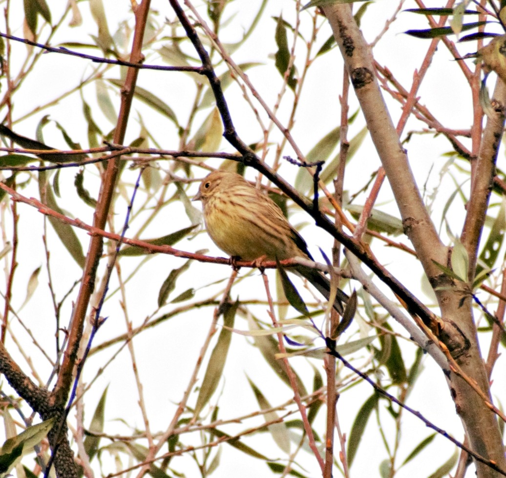 Yellowhammer - ML503243651
