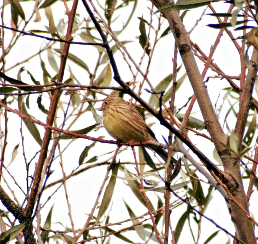 Yellowhammer - ML503243661