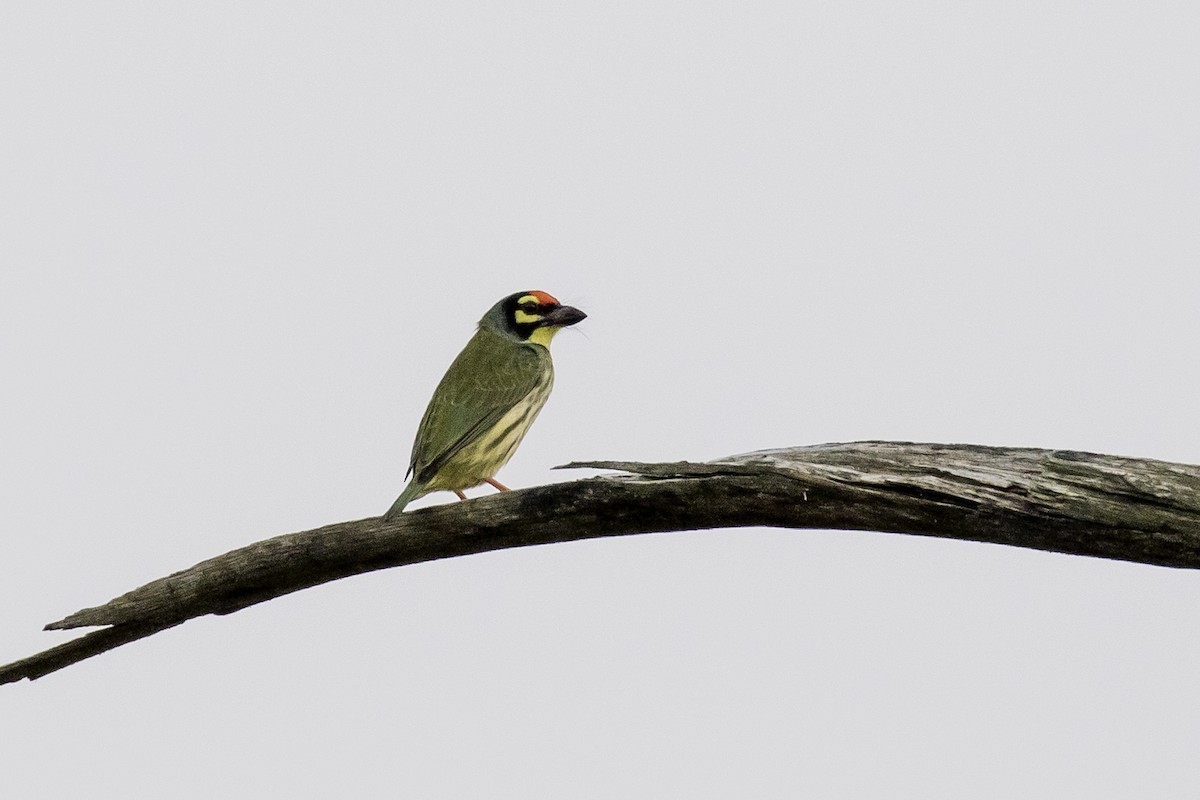 Coppersmith Barbet - ML503244311