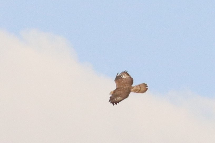 European Honey-buzzard - ML503245481