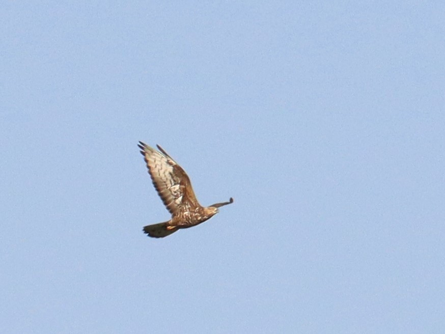 European Honey-buzzard - ML503245491