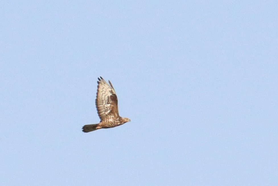 European Honey-buzzard - ML503245501