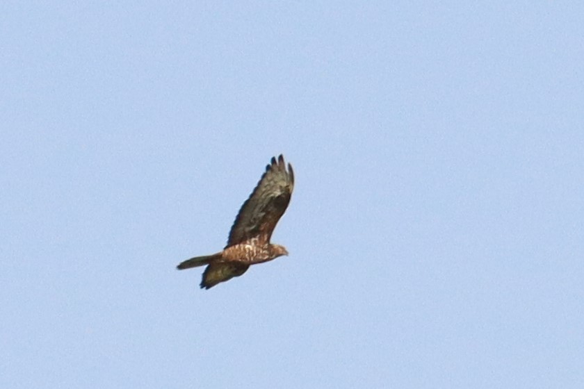 European Honey-buzzard - ML503245511