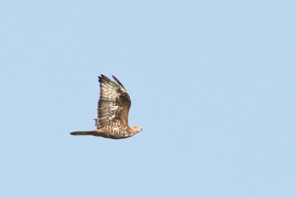 European Honey-buzzard - ML503245521