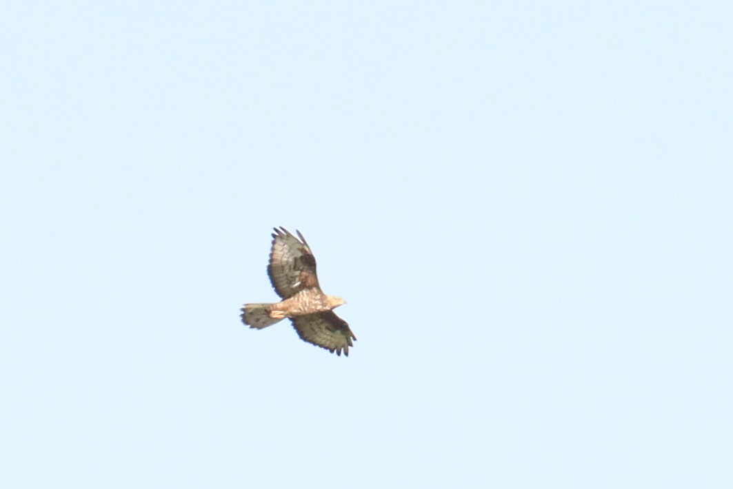 European Honey-buzzard - ML503245531