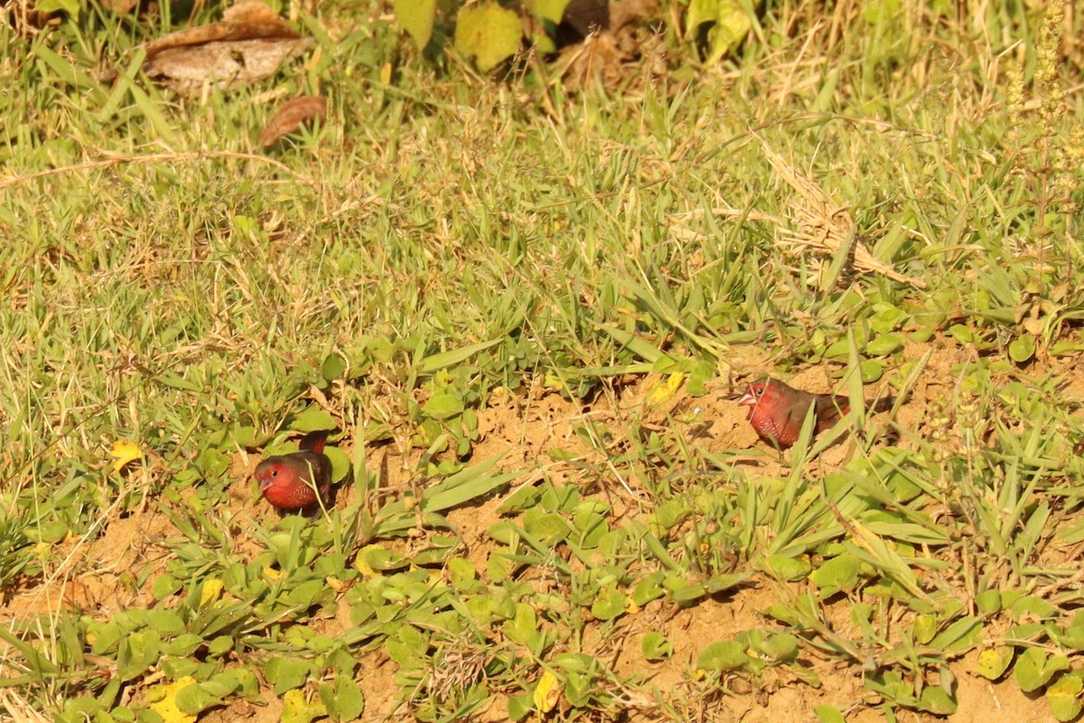 Bar-breasted Firefinch - ML503249141