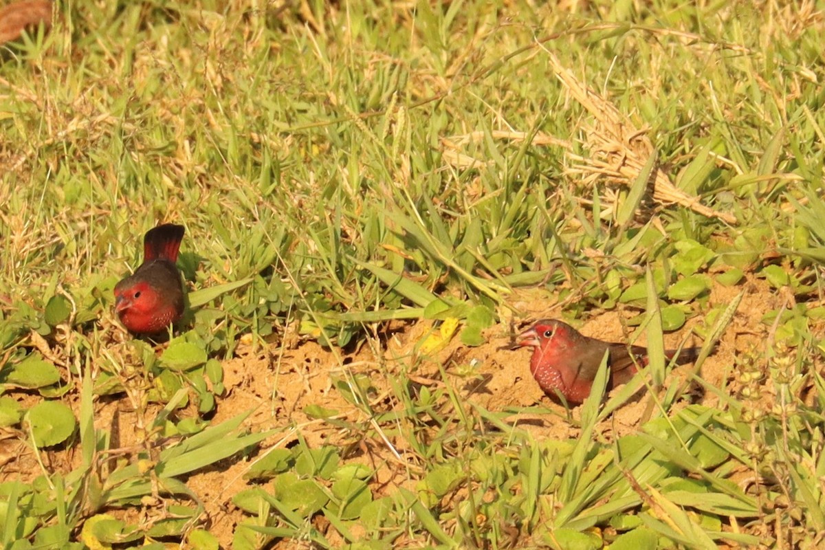 Bar-breasted Firefinch - ML503249151