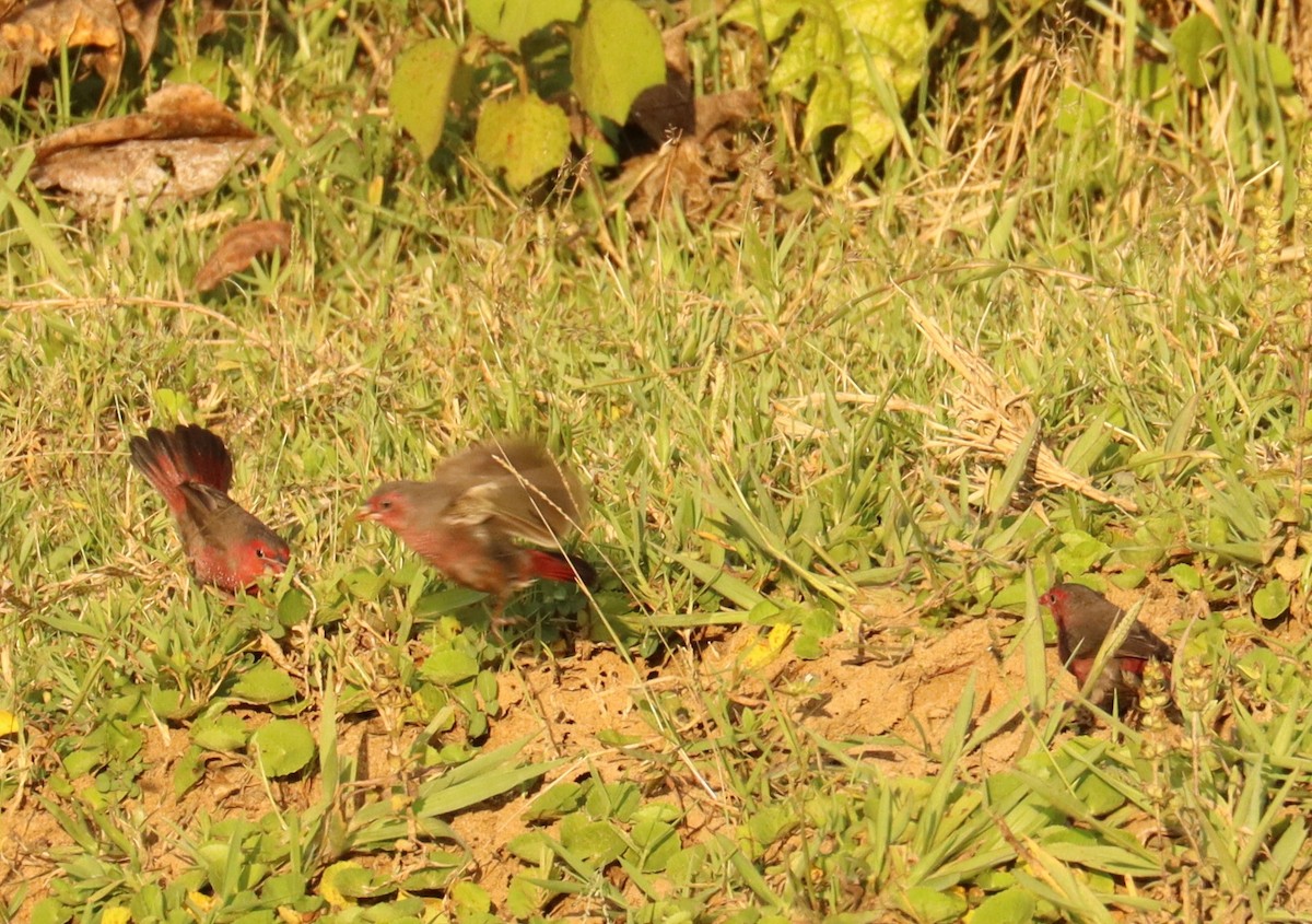 Bar-breasted Firefinch - ML503249191