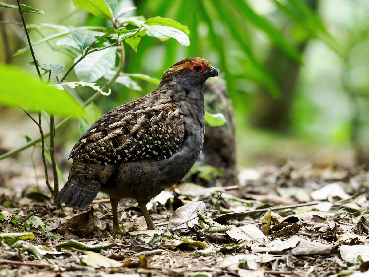 Spot-winged Wood-Quail - ML503249651