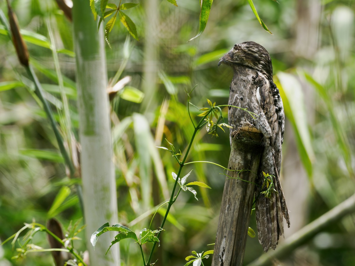 Common Potoo - ML503250091