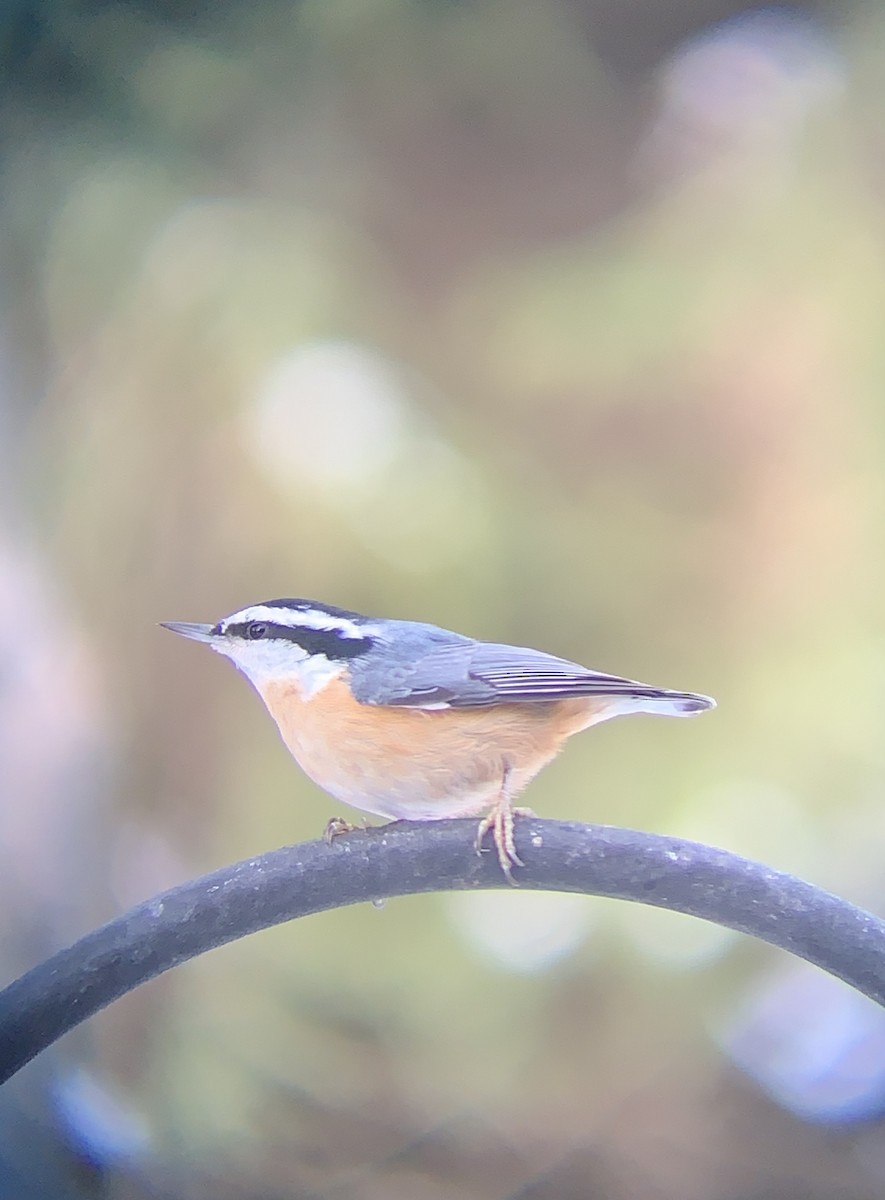 Red-breasted Nuthatch - ML503252841