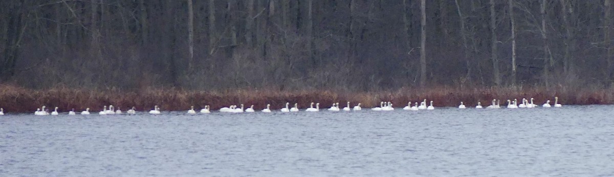 Tundra Swan - ML503256501