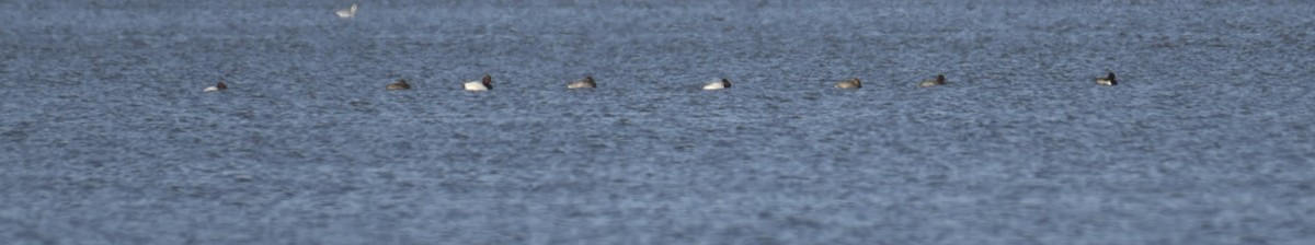 Canvasback - ML503257131