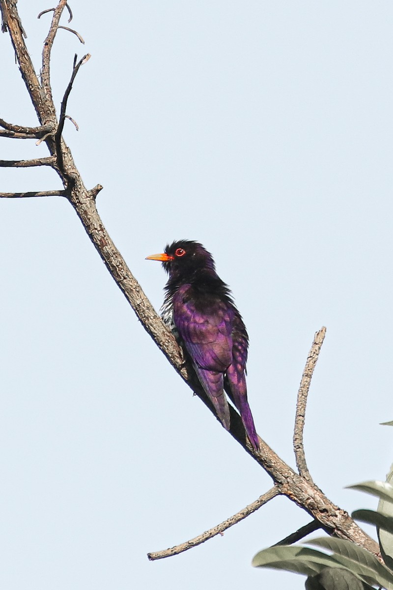 Violet Cuckoo - ML503259141