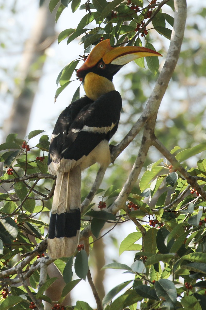 Great Hornbill - ML503259241