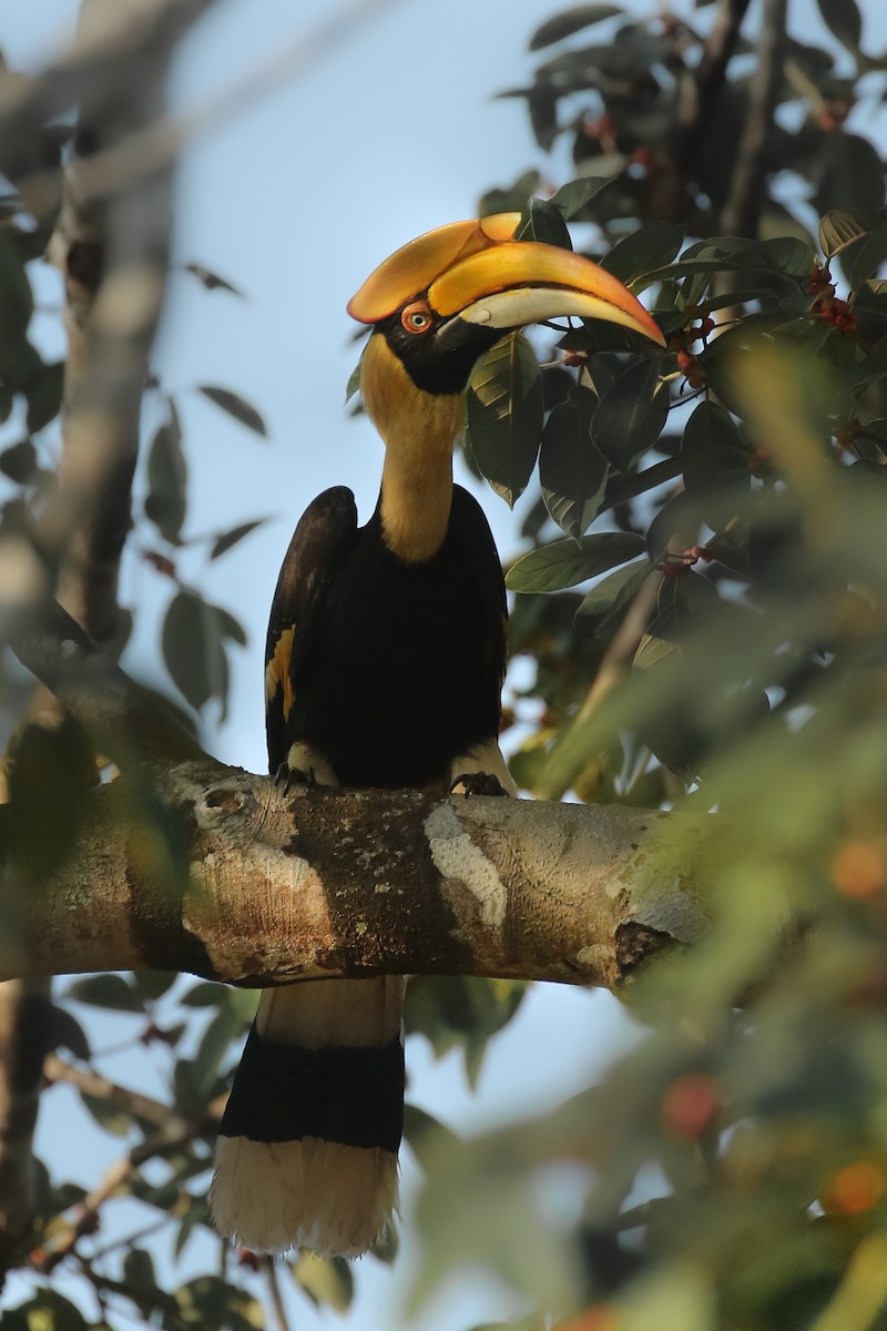 Great Hornbill - ML503259311