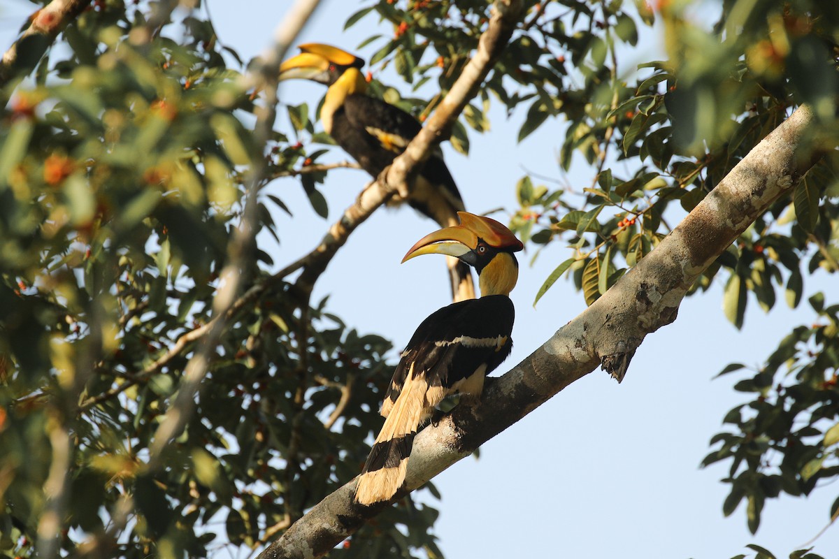 Great Hornbill - ML503259331