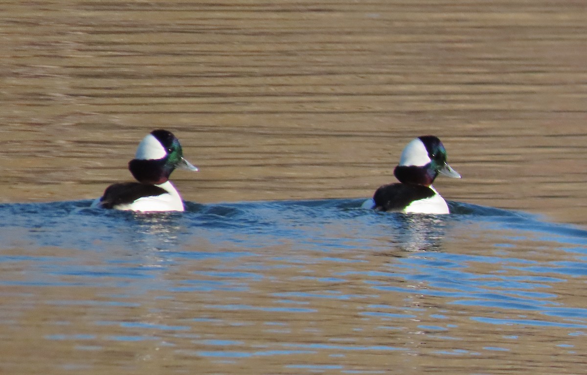 Bufflehead - ML503261611