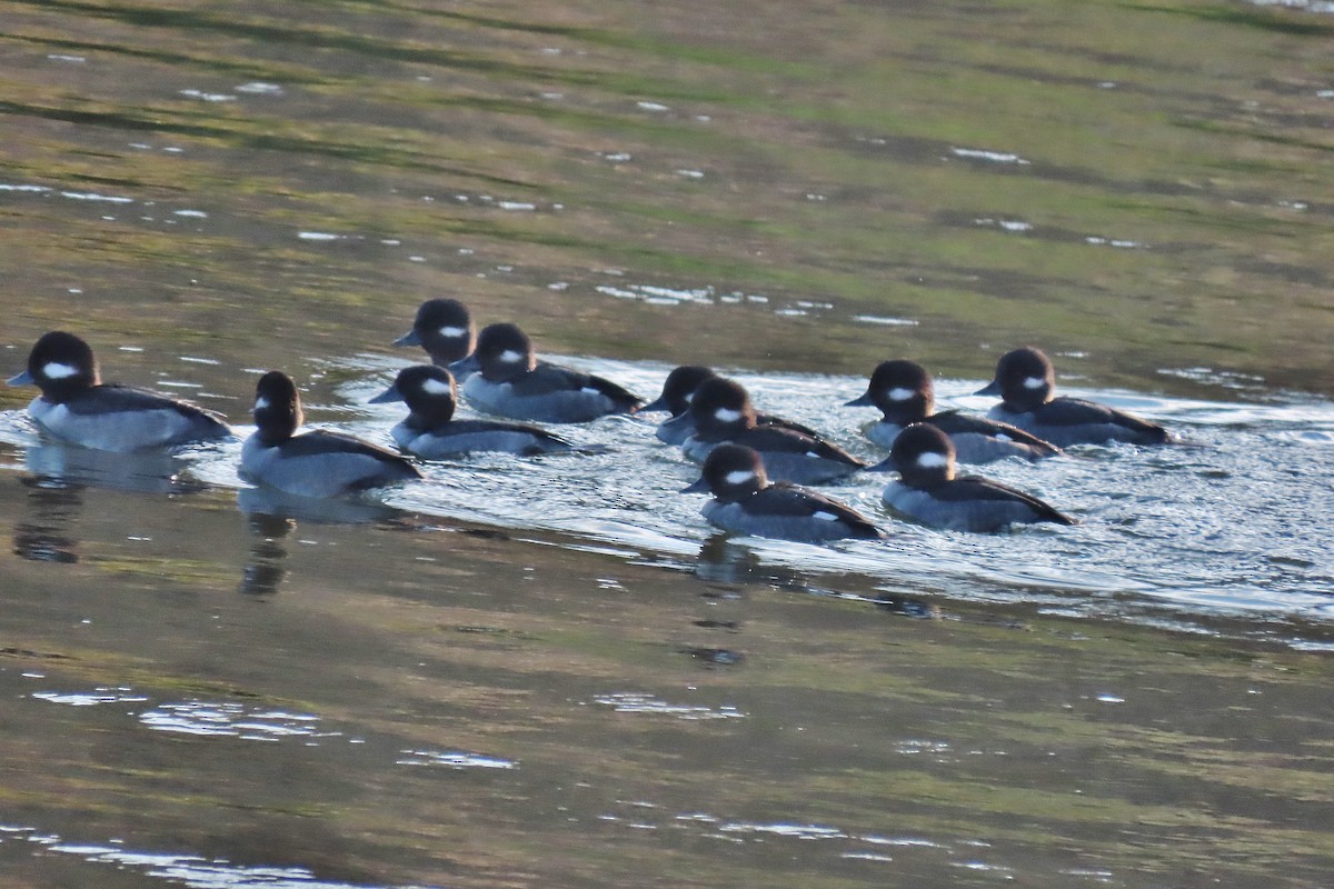 Bufflehead - ML503261641