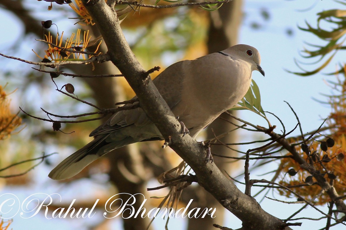 Eurasian Collared-Dove - ML503262411