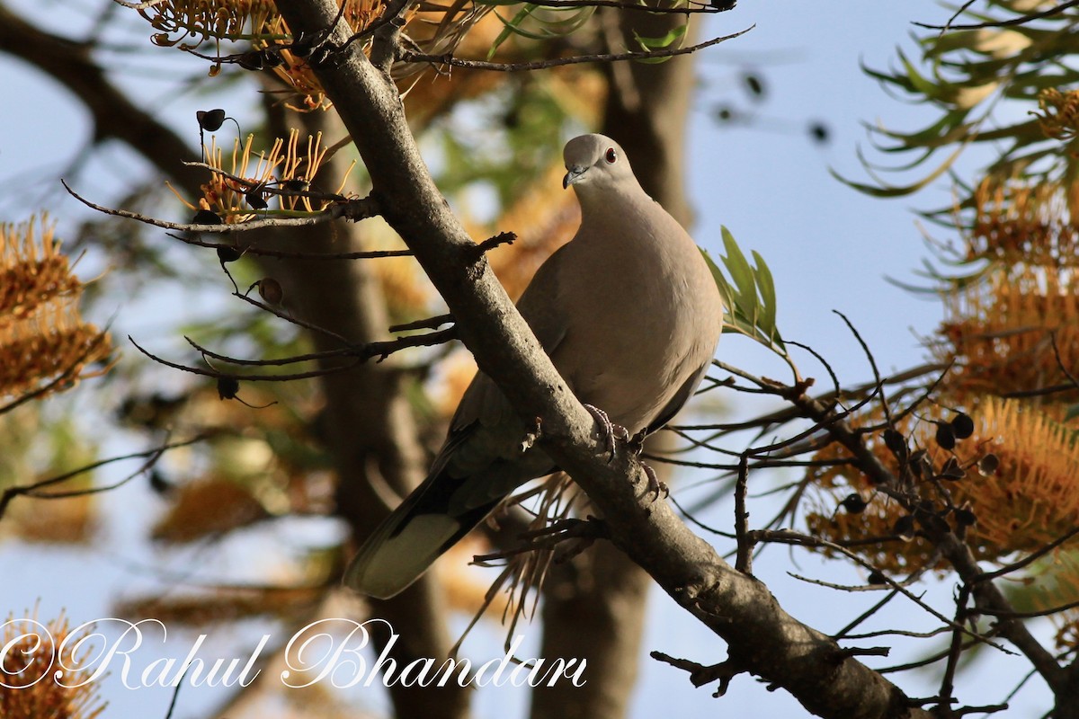 Eurasian Collared-Dove - ML503262441
