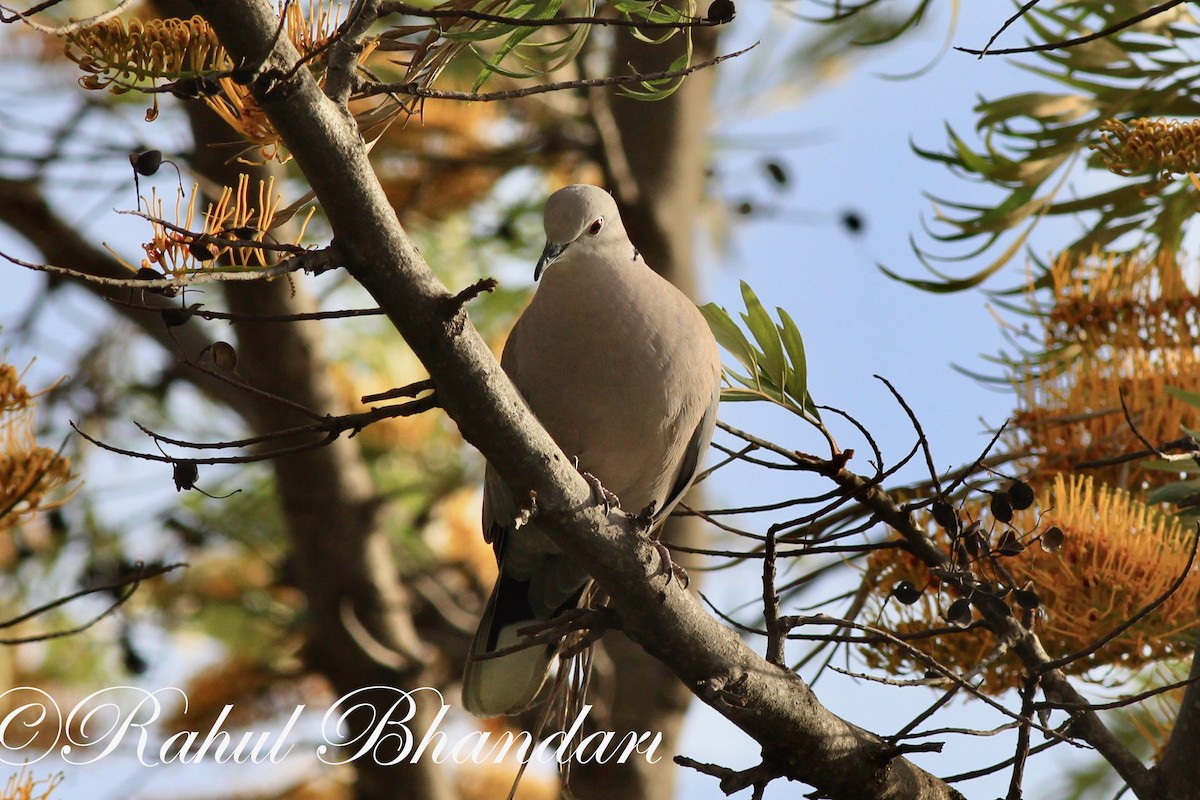 Eurasian Collared-Dove - ML503262451