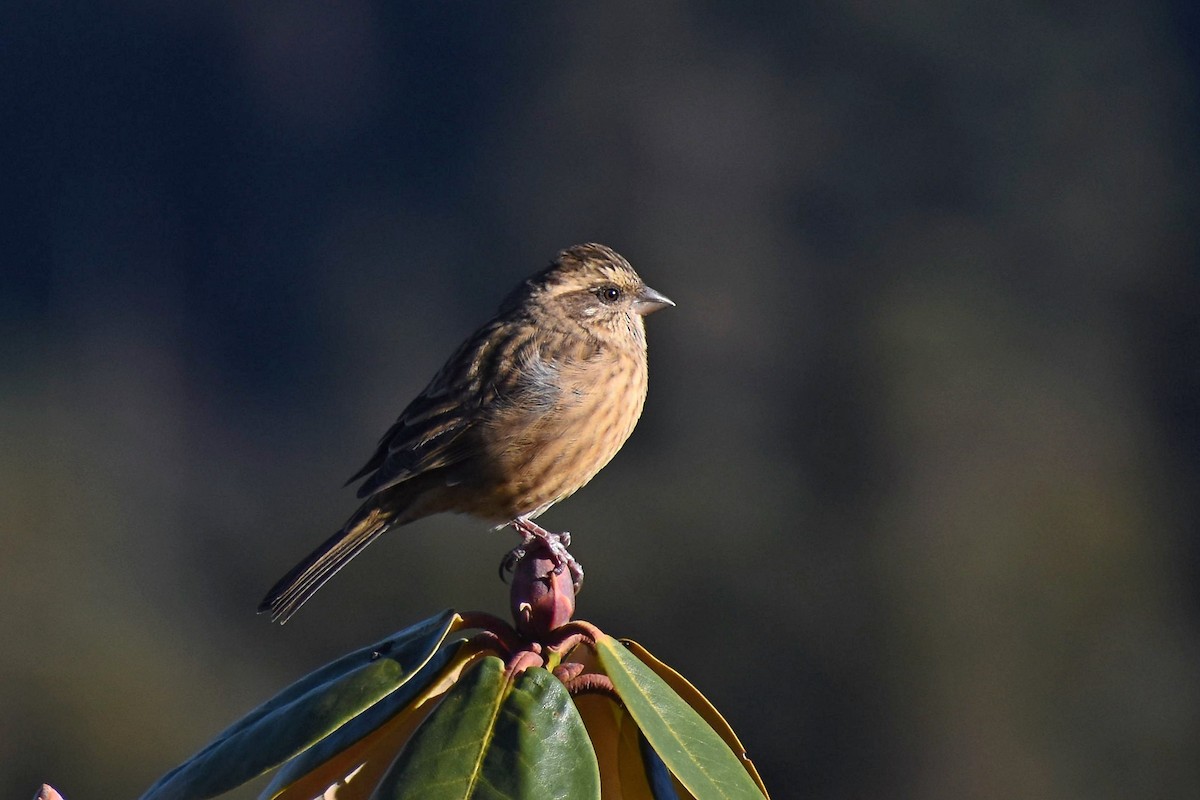 Pink-browed Rosefinch - ML503262581