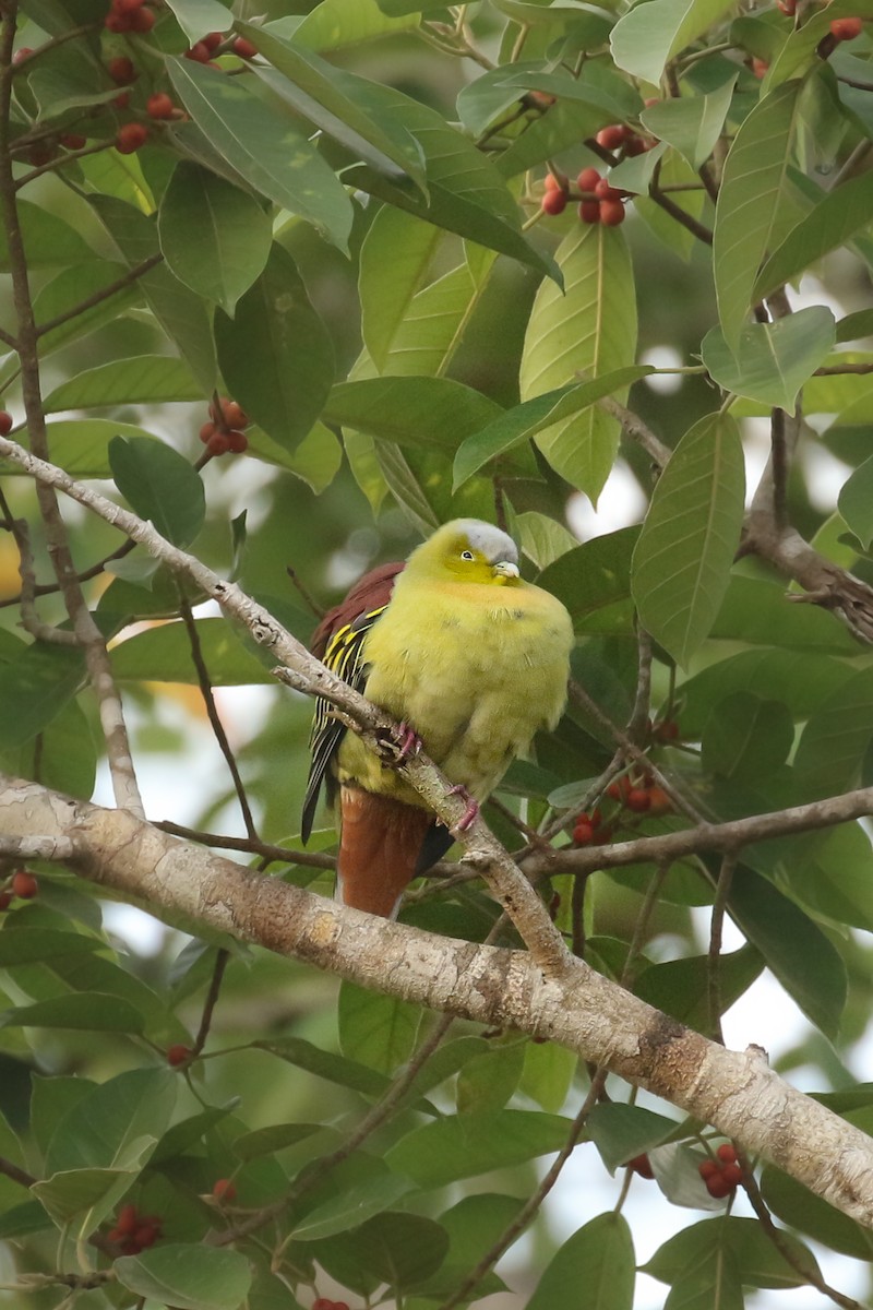 Ashy-headed Green-Pigeon - ML503262751