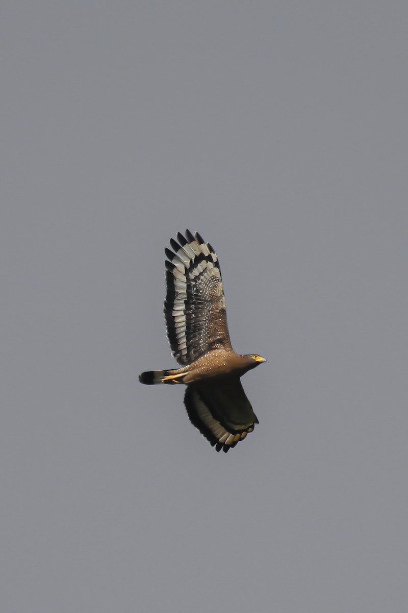 Crested Serpent-Eagle - ML503262851