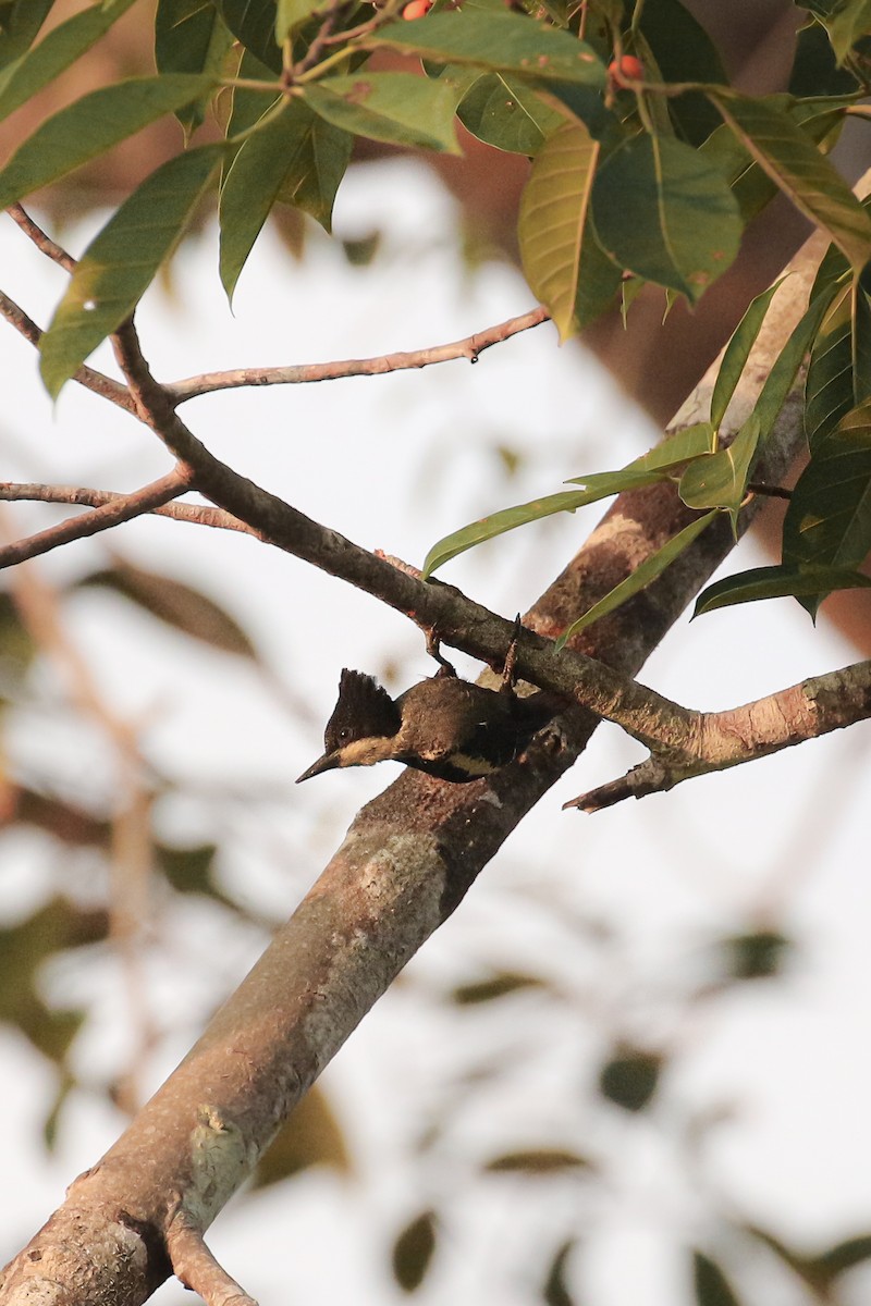 Heart-spotted Woodpecker - ML503262951