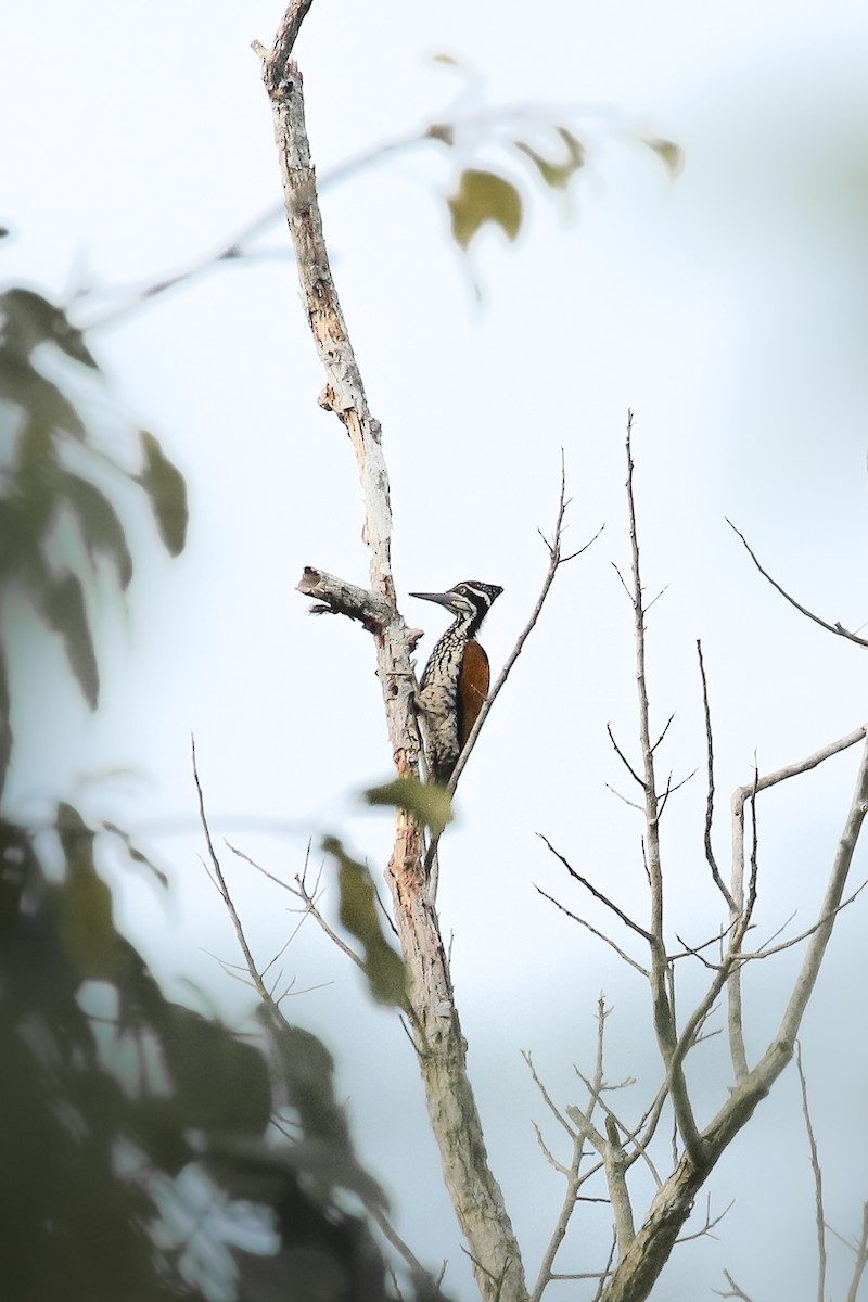 Greater Flameback - ML503263011