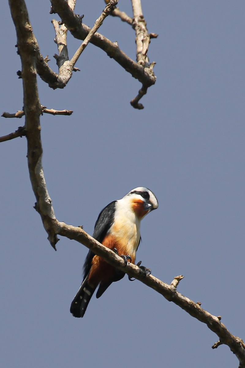 Collared Falconet - ML503263021