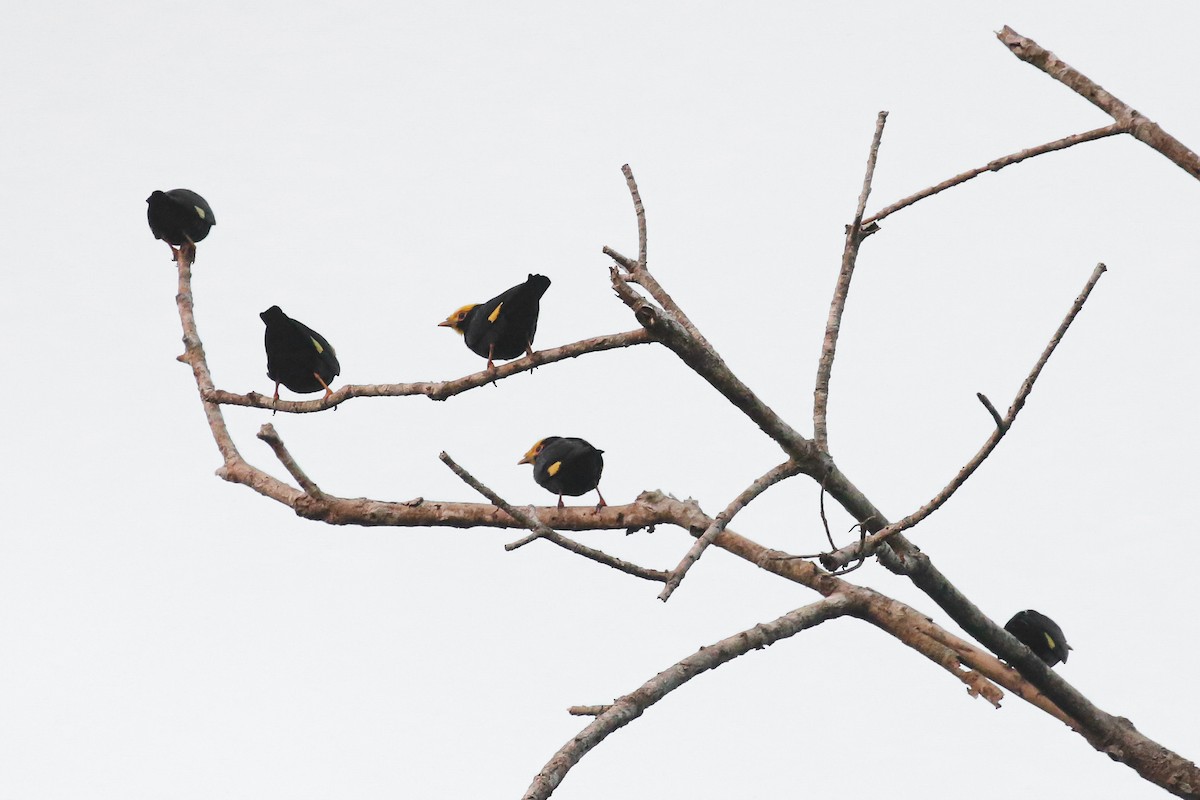 Golden-crested Myna - ML503263081