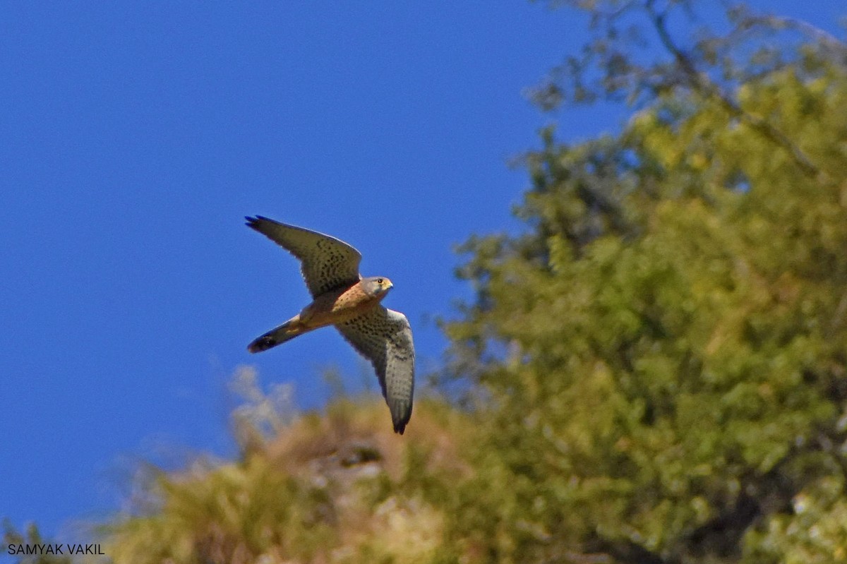 Eurasian Kestrel - ML503263091