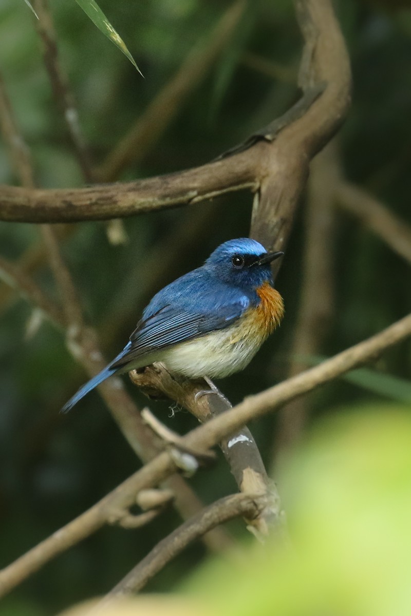 Blue-throated Flycatcher - ML503263101