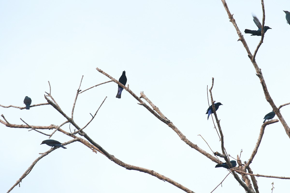 Asian Fairy-bluebird - ML503263131