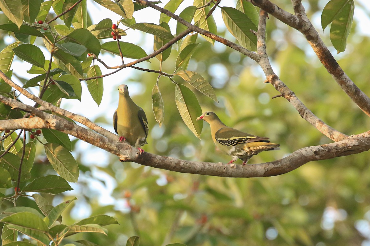 Thick-billed Green-Pigeon - ML503263171