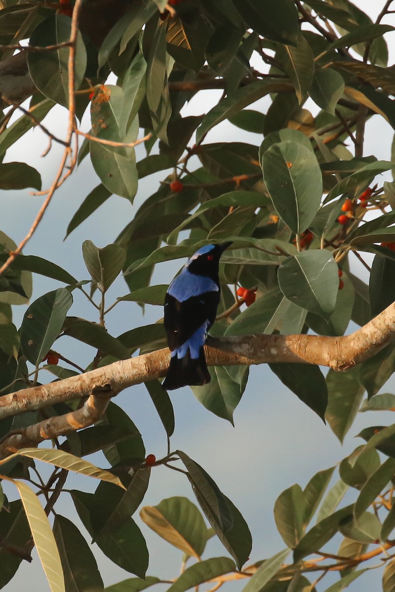 Asian Fairy-bluebird - ML503263291