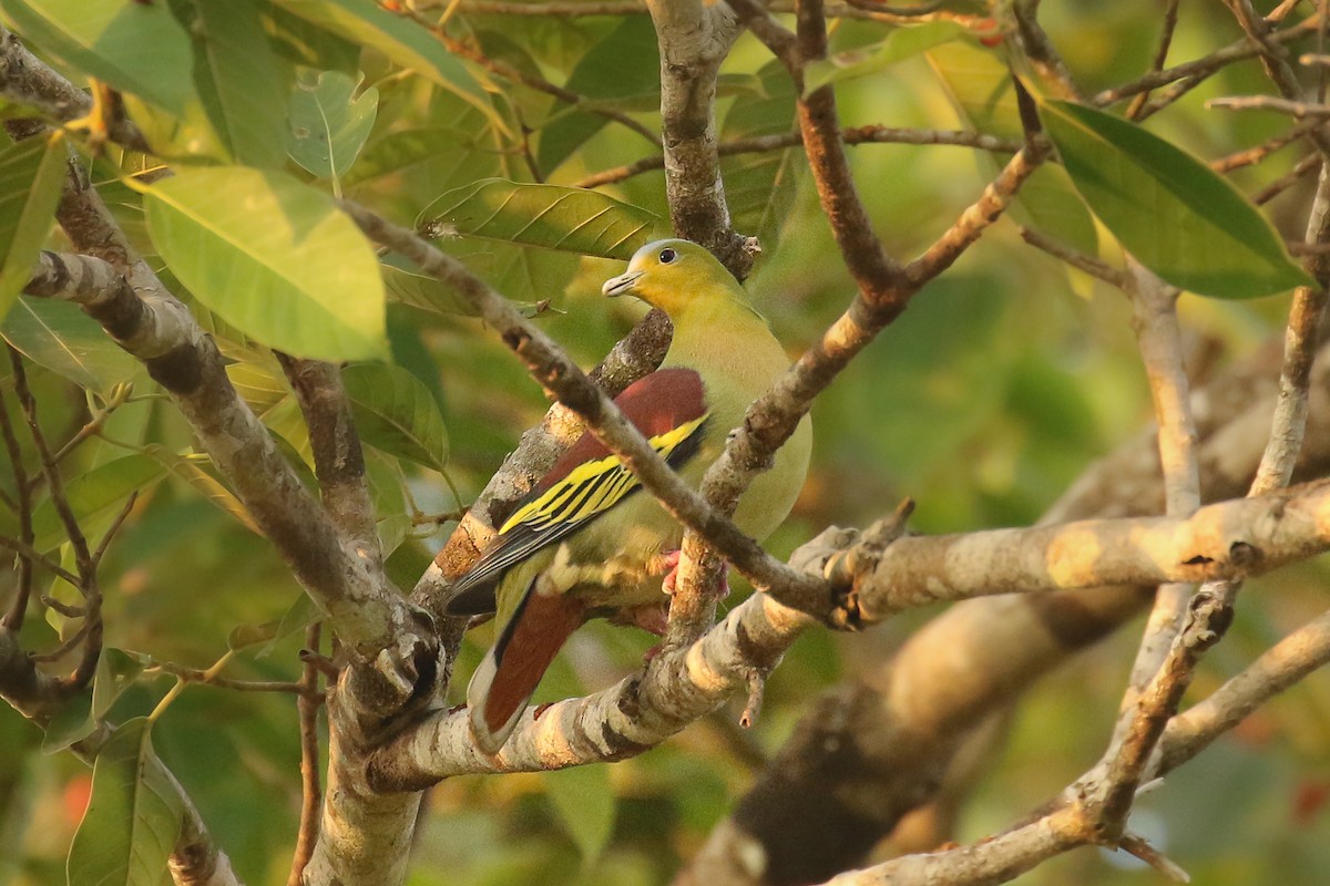 Ashy-headed Green-Pigeon - ML503263471