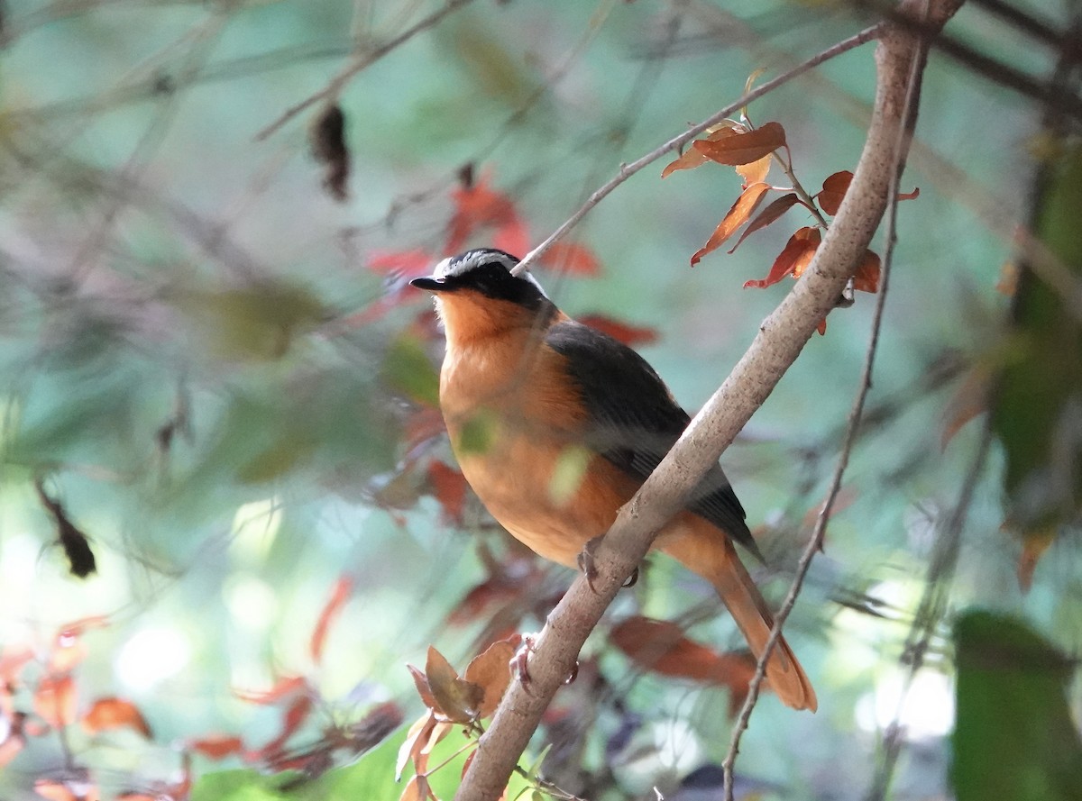 White-browed Robin-Chat - Mark Shorten