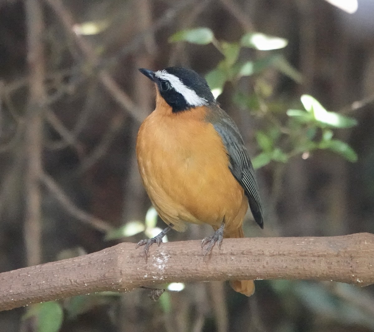 White-browed Robin-Chat - ML503264211