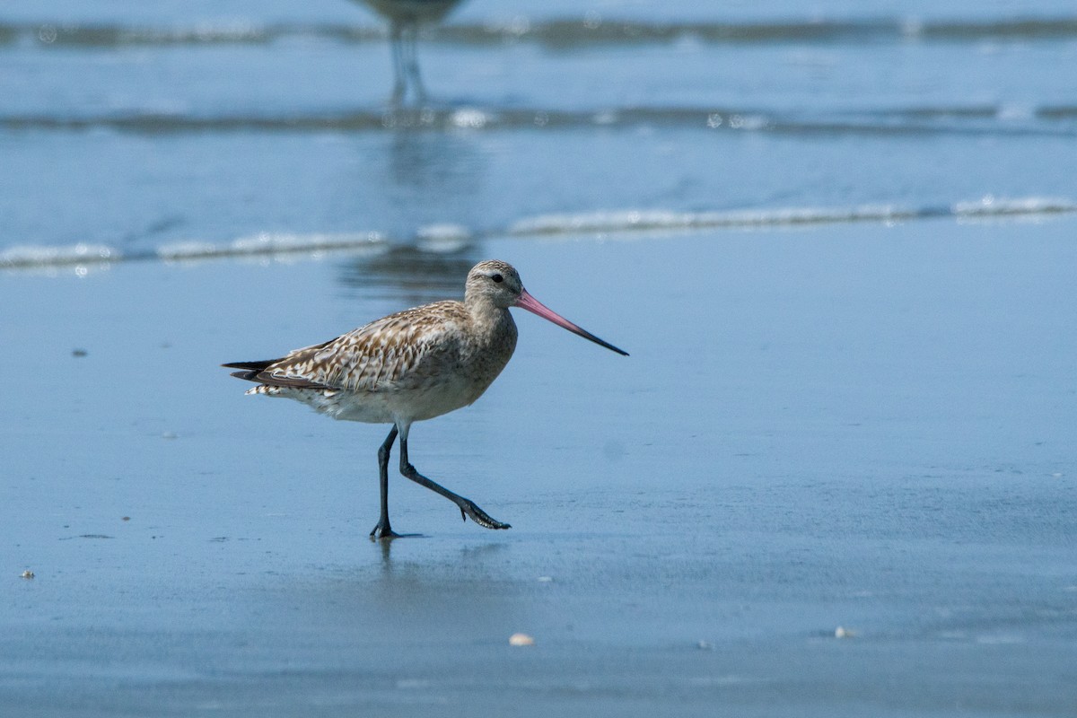 Bar-tailed Godwit - ML503266011