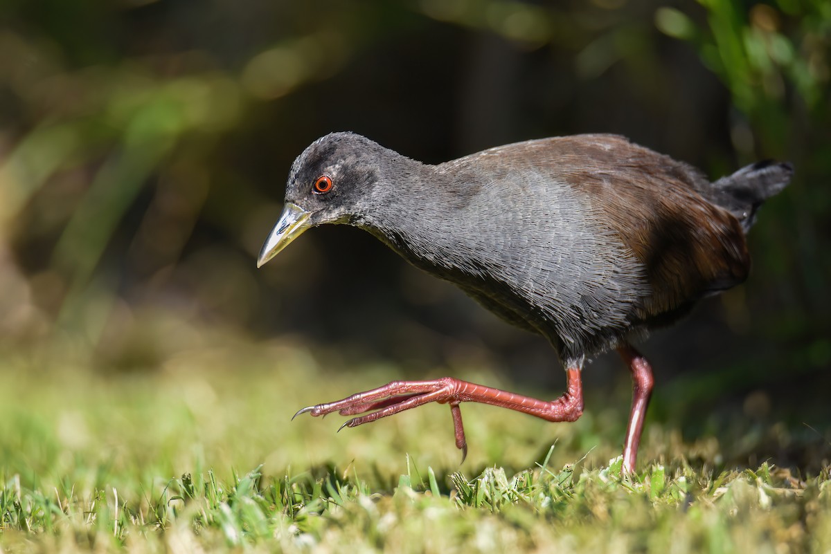 Black Crake - ML503266111