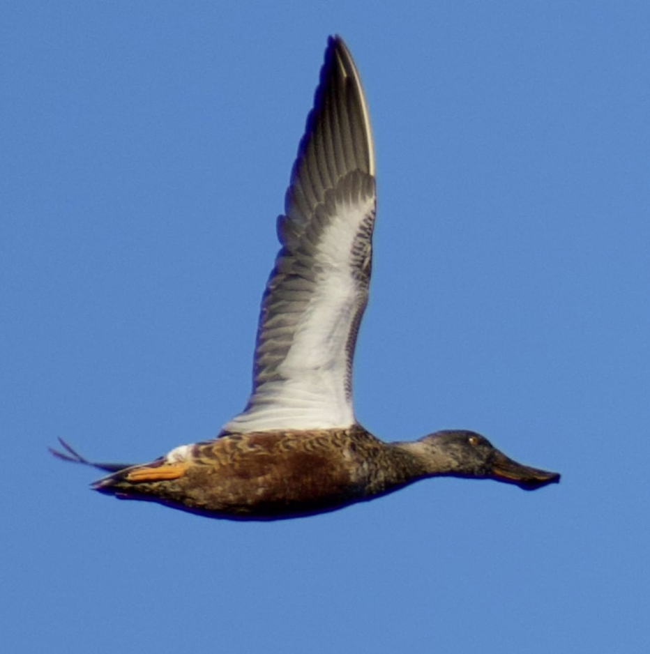 Northern Shoveler - ML503266791